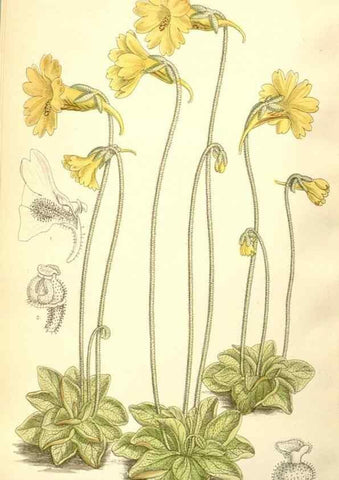 Reproducción/Reproduction 34595837464: Curtis's botanical magazine.. London ; New York [etc.] :Academic Press [etc.]