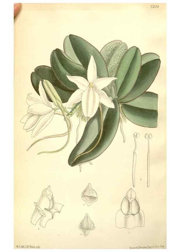 Reproducción/Reproduction 34595838564: Curtis's botanical magazine.. London ; New York [etc.] :Academic Press [etc.]