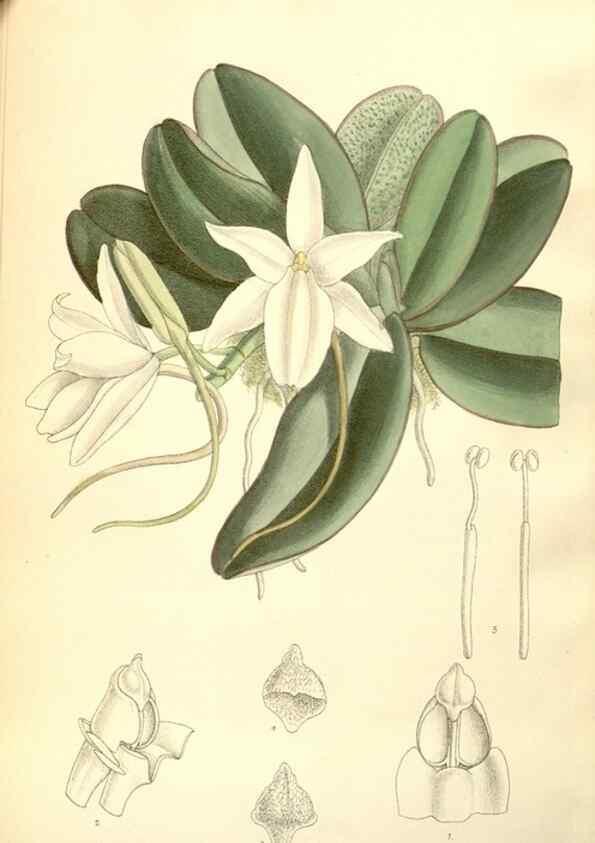 Reproducción/Reproduction 34595838564: Curtis's botanical magazine.. London ; New York [etc.] :Academic Press [etc.]