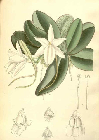 Reproducción/Reproduction 34595838564: Curtis's botanical magazine.. London ; New York [etc.] :Academic Press [etc.]