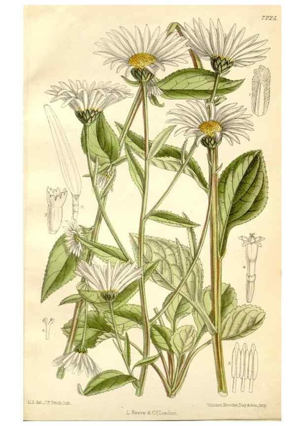 Reproducción/Reproduction 35271289272: Curtis's botanical magazine.. London ; New York [etc.] :Academic Press [etc.]