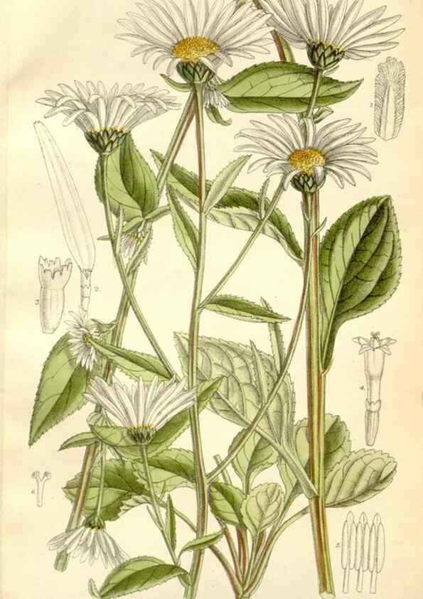 Reproducción/Reproduction 35271289272: Curtis's botanical magazine.. London ; New York [etc.] :Academic Press [etc.]