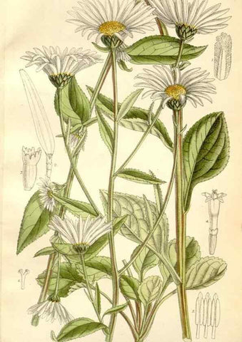 Reproducción/Reproduction 35271289272: Curtis's botanical magazine.. London ; New York [etc.] :Academic Press [etc.]
