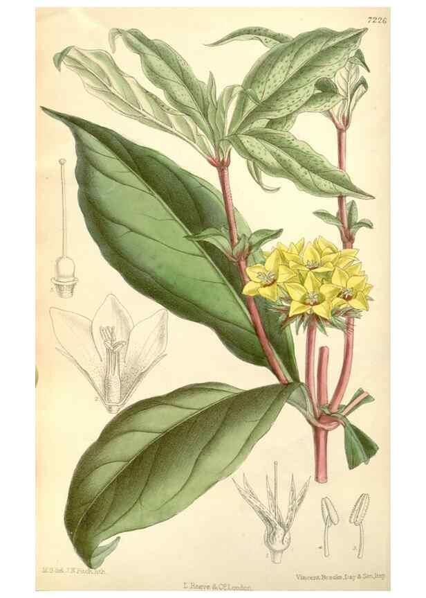 Reproducción/Reproduction 35271291082: Curtis's botanical magazine.. London ; New York [etc.] :Academic Press [etc.]