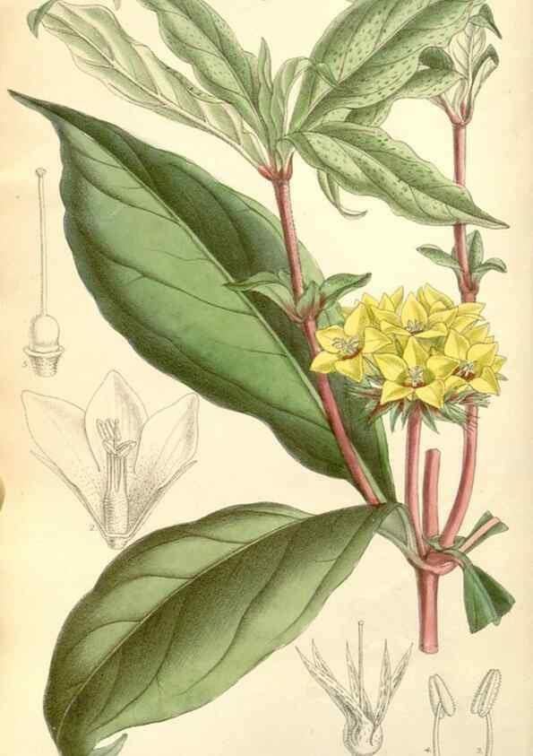 Reproducción/Reproduction 35271291082: Curtis's botanical magazine.. London ; New York [etc.] :Academic Press [etc.]