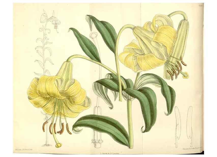 Reproducción/Reproduction 35271292962: Curtis's botanical magazine.. London ; New York [etc.] :Academic Press [etc.]