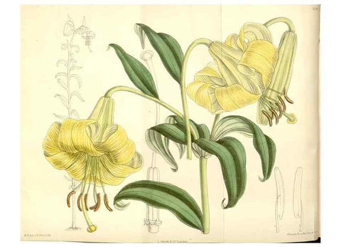 Reproducción/Reproduction 35271292962: Curtis's botanical magazine.. London ; New York [etc.] :Academic Press [etc.]