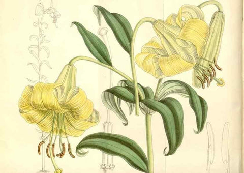 Reproducción/Reproduction 35271292962: Curtis's botanical magazine.. London ; New York [etc.] :Academic Press [etc.]