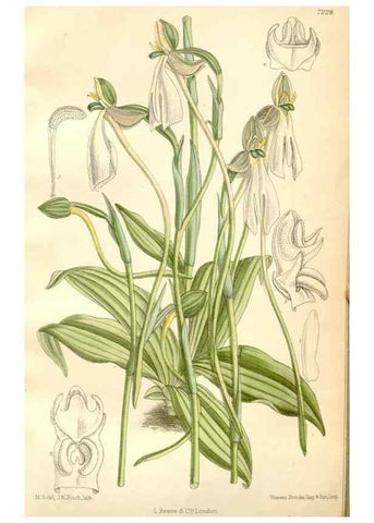 Reproducción/Reproduction 35271295712: Curtis's botanical magazine.. London ; New York [etc.] :Academic Press [etc.]