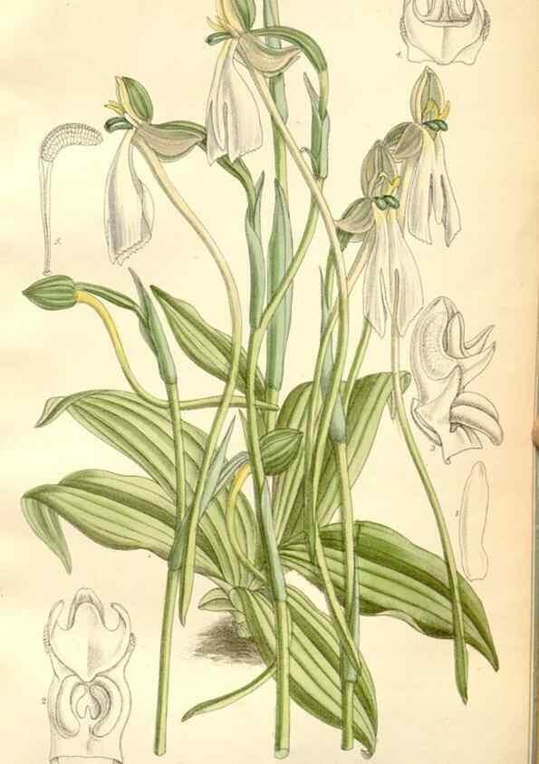 Reproducción/Reproduction 35271295712: Curtis's botanical magazine.. London ; New York [etc.] :Academic Press [etc.]