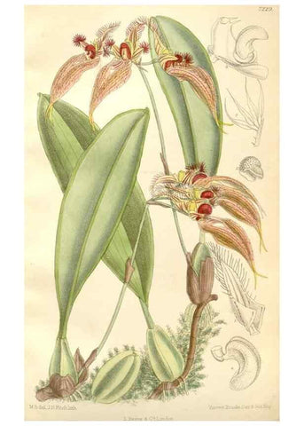 Reproducción/Reproduction 35271298382: Curtis's botanical magazine.. London ; New York [etc.] :Academic Press [etc.]
