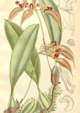 Reproducción/Reproduction 35271298382: Curtis's botanical magazine.. London ; New York [etc.] :Academic Press [etc.]