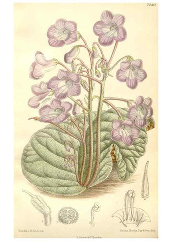 Reproducción/Reproduction 35271301262: Curtis's botanical magazine.. London ; New York [etc.] :Academic Press [etc.]