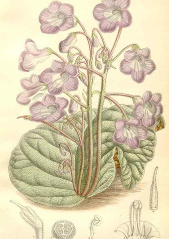 Reproducción/Reproduction 35271301262: Curtis's botanical magazine.. London ; New York [etc.] :Academic Press [etc.]