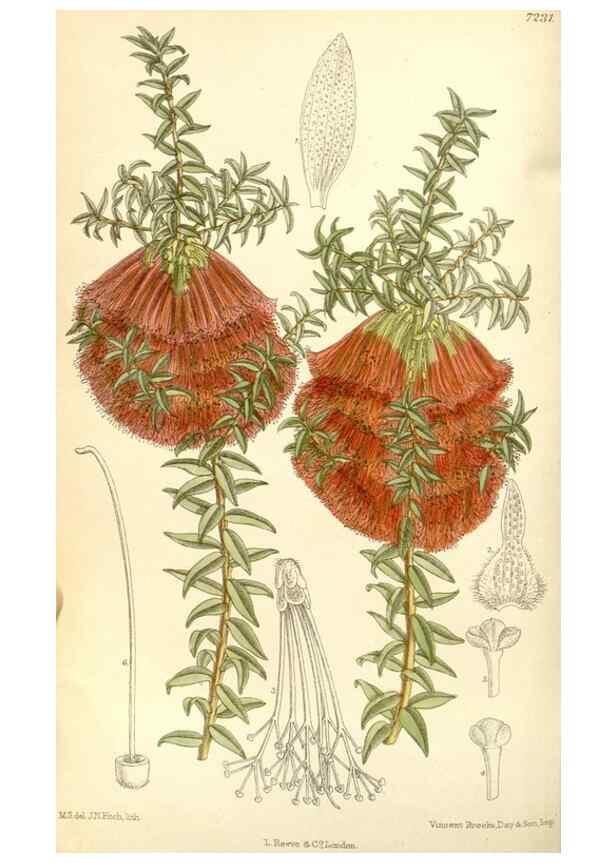 Reproducción/Reproduction 35271304012: Curtis's botanical magazine.. London ; New York [etc.] :Academic Press [etc.]
