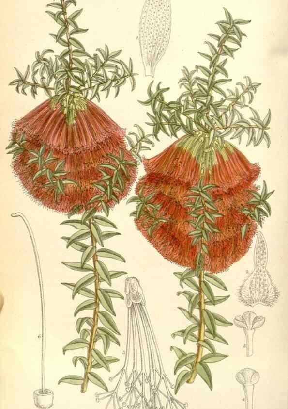 Reproducción/Reproduction 35271304012: Curtis's botanical magazine.. London ; New York [etc.] :Academic Press [etc.]