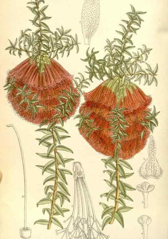 Reproducción/Reproduction 35271304012: Curtis's botanical magazine.. London ; New York [etc.] :Academic Press [etc.]