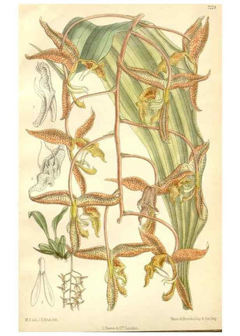 Reproducción/Reproduction 35271286592: Curtis's botanical magazine.. London ; New York [etc.] :Academic Press [etc.]