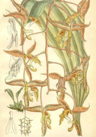 Reproducción/Reproduction 35271286592: Curtis's botanical magazine.. London ; New York [etc.] :Academic Press [etc.]