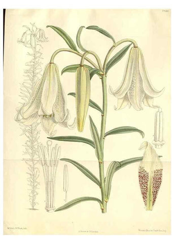 Reproducción/Reproduction 35271306162: Curtis's botanical magazine.. London ; New York [etc.] :Academic Press [etc.]
