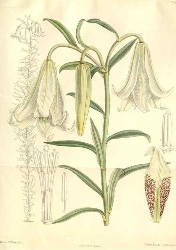 Reproducción/Reproduction 35271306162: Curtis's botanical magazine.. London ; New York [etc.] :Academic Press [etc.]
