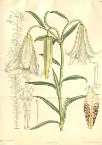 Reproducción/Reproduction 35271306162: Curtis's botanical magazine.. London ; New York [etc.] :Academic Press [etc.]