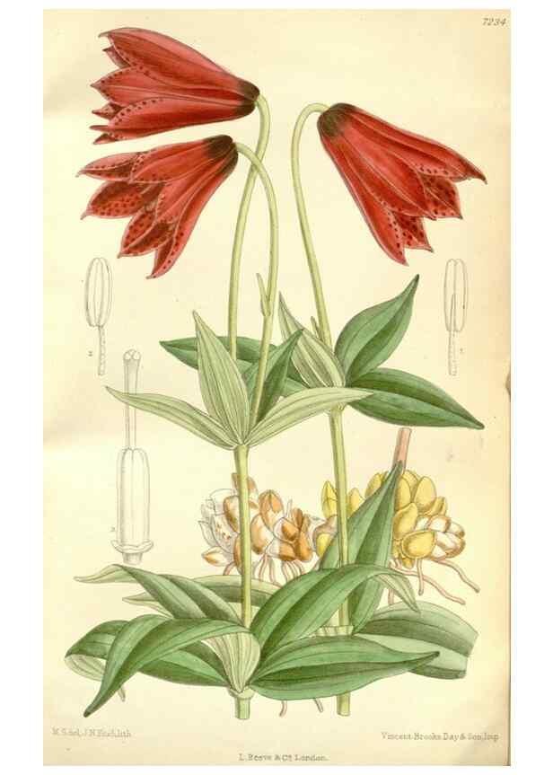 Reproducción/Reproduction 35271310672: Curtis's botanical magazine.. London ; New York [etc.] :Academic Press [etc.]