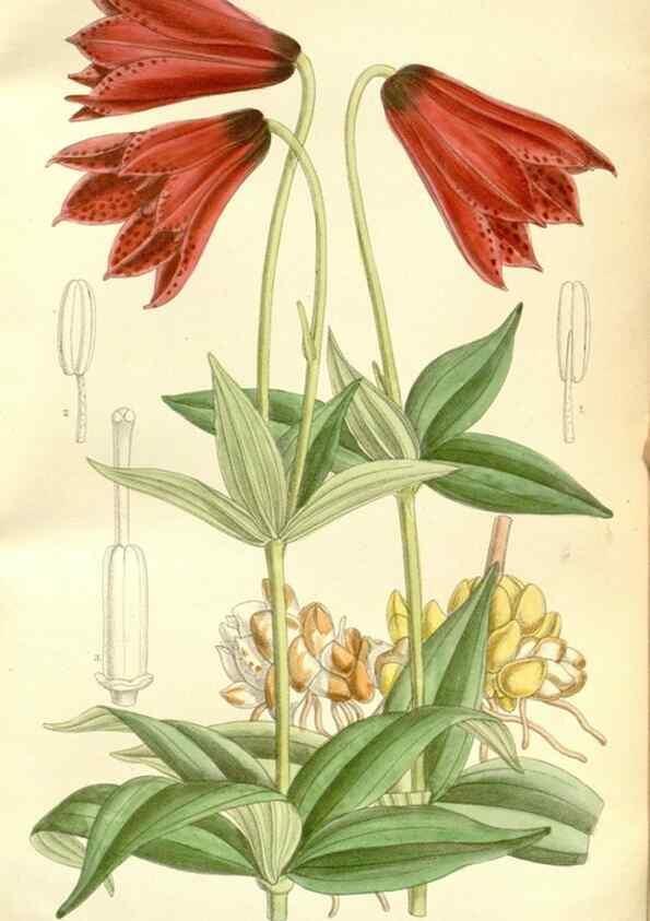 Reproducción/Reproduction 35271310672: Curtis's botanical magazine.. London ; New York [etc.] :Academic Press [etc.]