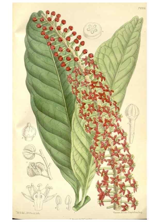 Reproducción/Reproduction 35271313072: Curtis's botanical magazine.. London ; New York [etc.] :Academic Press [etc.]