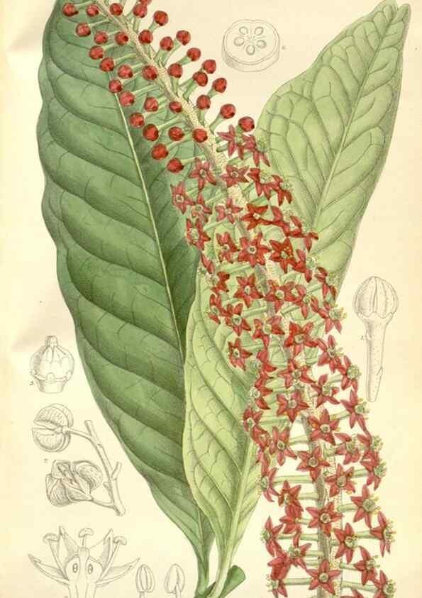 Reproducción/Reproduction 35271313072: Curtis's botanical magazine.. London ; New York [etc.] :Academic Press [etc.]
