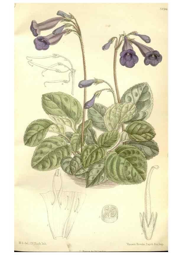 Reproducción/Reproduction 35271316122: Curtis's botanical magazine.. London ; New York [etc.] :Academic Press [etc.]