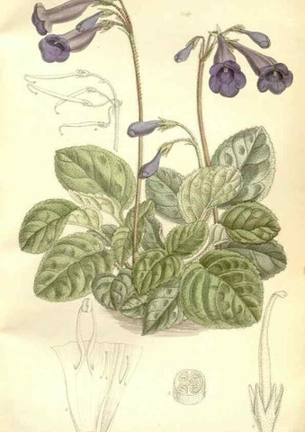 Reproducción/Reproduction 35271316122: Curtis's botanical magazine.. London ; New York [etc.] :Academic Press [etc.]