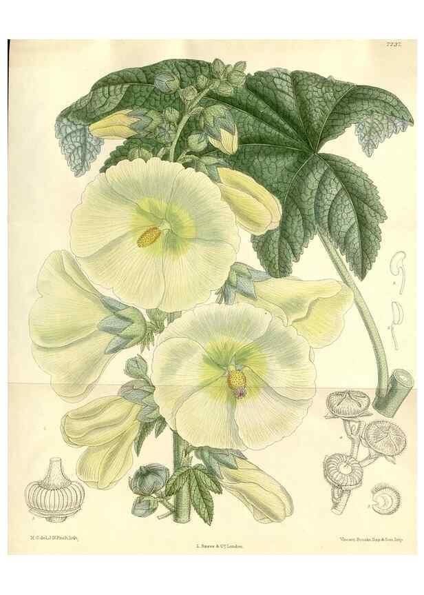 Reproducción/Reproduction 35271318192: Curtis's botanical magazine.. London ; New York [etc.] :Academic Press [etc.]