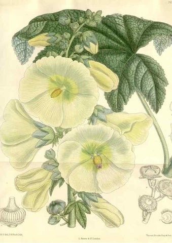 Reproducción/Reproduction 35271318192: Curtis's botanical magazine.. London ; New York [etc.] :Academic Press [etc.]