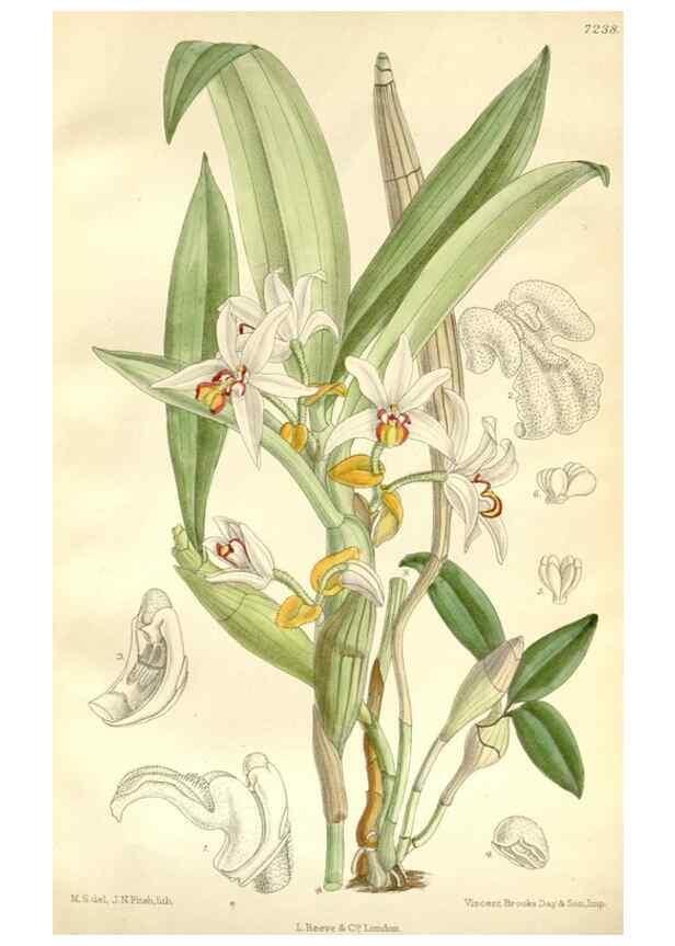 Reproducción/Reproduction 35271320882: Curtis's botanical magazine.. London ; New York [etc.] :Academic Press [etc.]