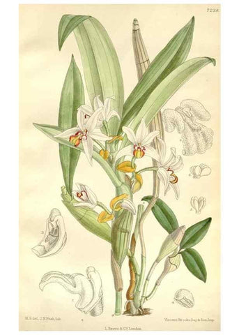 Reproducción/Reproduction 35271320882: Curtis's botanical magazine.. London ; New York [etc.] :Academic Press [etc.]