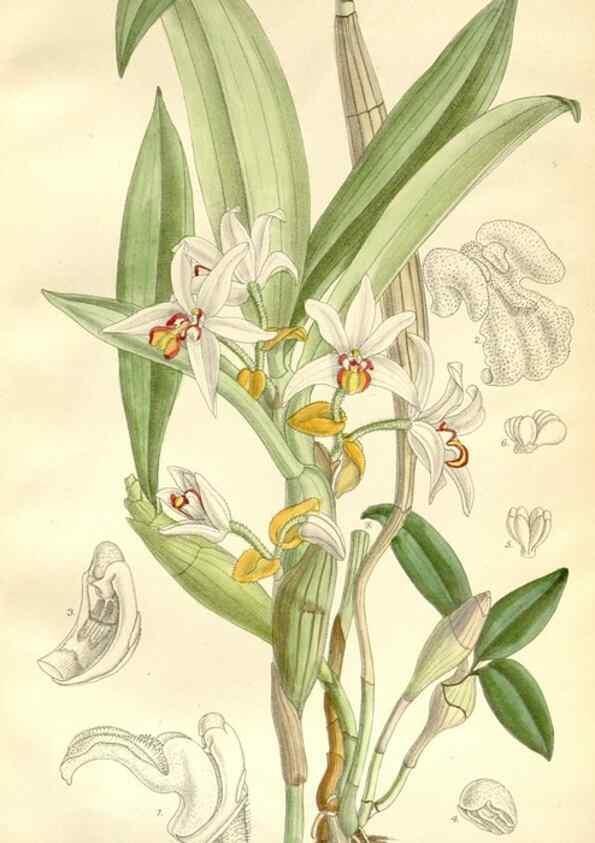 Reproducción/Reproduction 35271320882: Curtis's botanical magazine.. London ; New York [etc.] :Academic Press [etc.]
