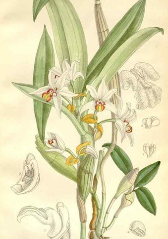 Reproducción/Reproduction 35271320882: Curtis's botanical magazine.. London ; New York [etc.] :Academic Press [etc.]
