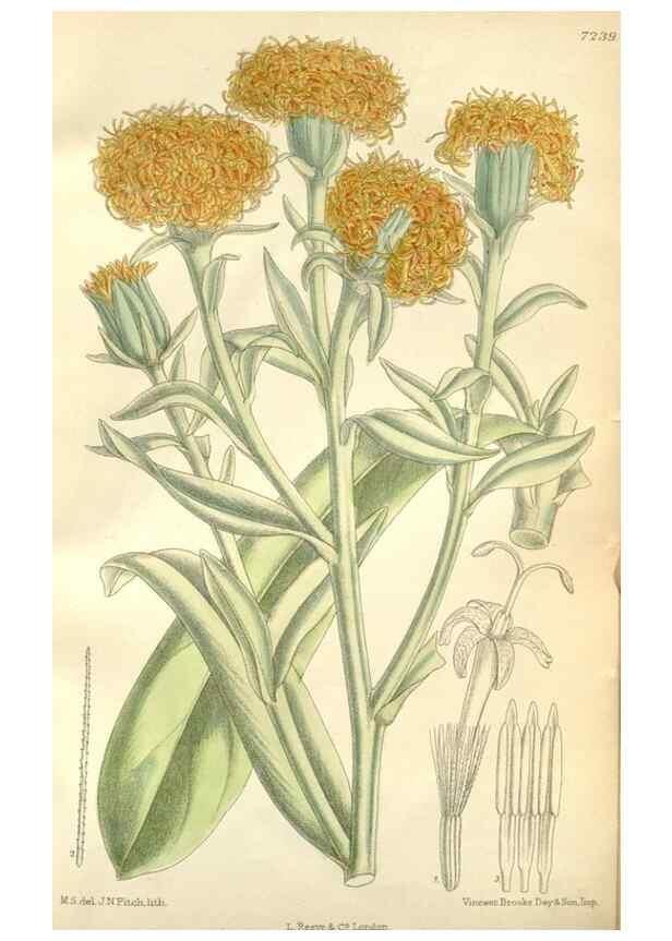 Reproducción/Reproduction 35271322602: Curtis's botanical magazine.. London ; New York [etc.] :Academic Press [etc.]