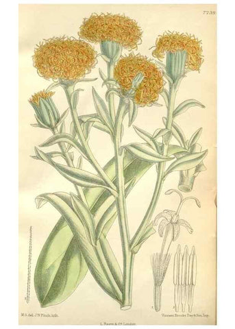 Reproducción/Reproduction 35271322602: Curtis's botanical magazine.. London ; New York [etc.] :Academic Press [etc.]