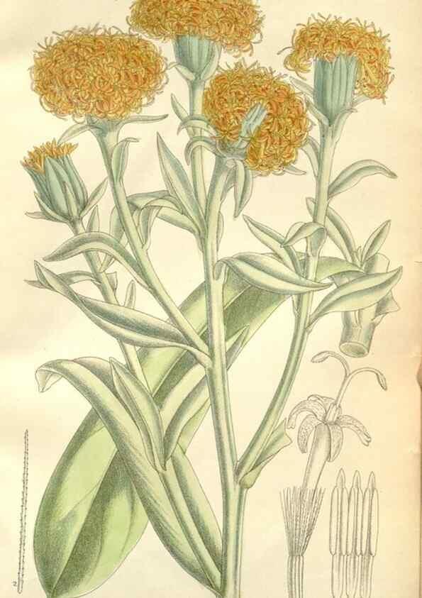 Reproducción/Reproduction 35271322602: Curtis's botanical magazine.. London ; New York [etc.] :Academic Press [etc.]