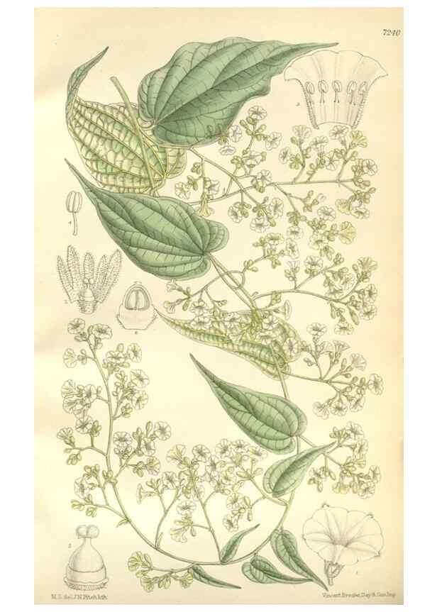 Reproducción/Reproduction 35271323932: Curtis's botanical magazine.. London ; New York [etc.] :Academic Press [etc.]