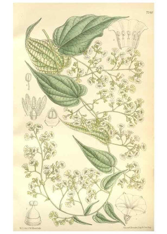 Reproducción/Reproduction 35271323932: Curtis's botanical magazine.. London ; New York [etc.] :Academic Press [etc.]