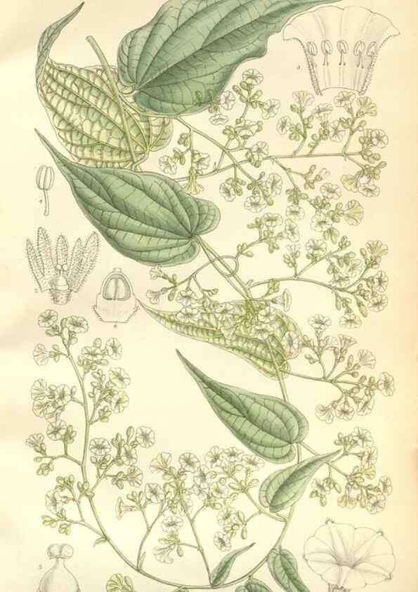 Reproducción/Reproduction 35271323932: Curtis's botanical magazine.. London ; New York [etc.] :Academic Press [etc.]