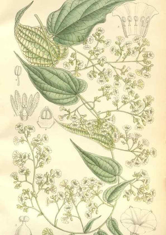 Reproducción/Reproduction 35271323932: Curtis's botanical magazine.. London ; New York [etc.] :Academic Press [etc.]