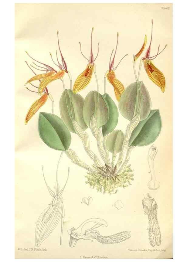 Reproducción/Reproduction 35271308572: Curtis's botanical magazine.. London ; New York [etc.] :Academic Press [etc.]
