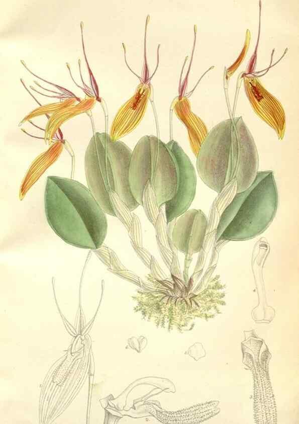 Reproducción/Reproduction 35271308572: Curtis's botanical magazine.. London ; New York [etc.] :Academic Press [etc.]