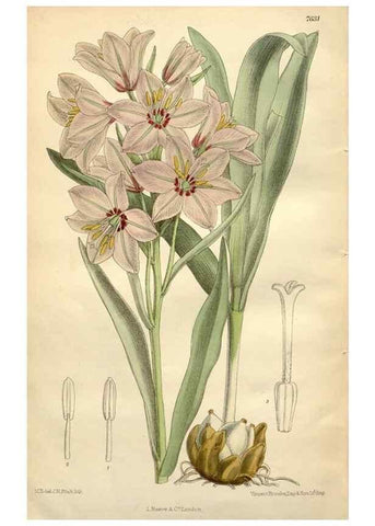 Reproducción/Reproduction 35272527472: Curtis's botanical magazine.. London ; New York [etc.] :Academic Press [etc.]