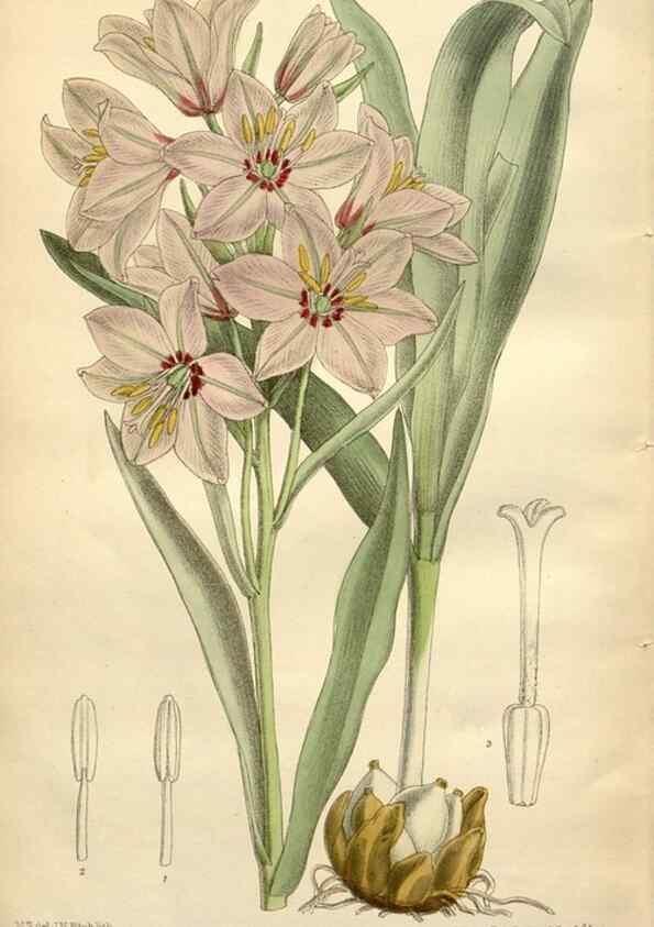 Reproducción/Reproduction 35272527472: Curtis's botanical magazine.. London ; New York [etc.] :Academic Press [etc.]