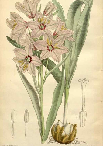 Reproducción/Reproduction 35272527472: Curtis's botanical magazine.. London ; New York [etc.] :Academic Press [etc.]